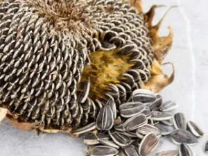 SA sunflower seeds (hulled)