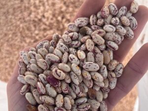 SA sugar beans (NW)