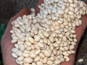 SA white haricot beans
